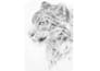 draw realistic wild animal pencil illustrations